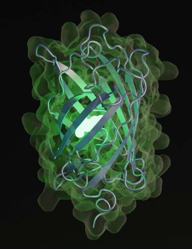 AI Designs a New Glowing Protein, Simulating 500 Million Years of Evolution
